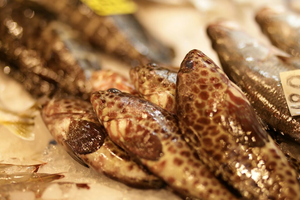Grouper a seafood product from CV Anugerah Bahari Mandiri