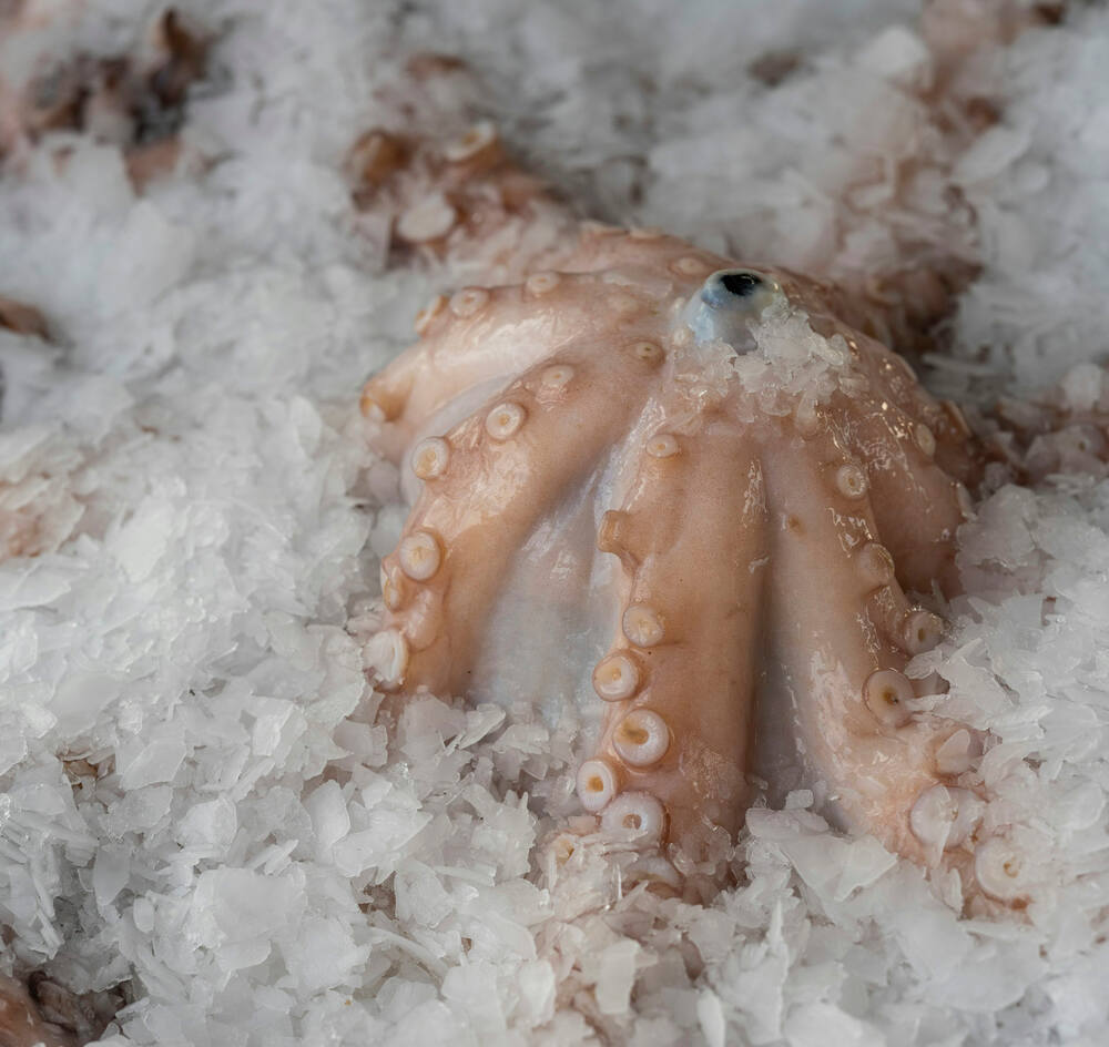 Octopus Ball Type - Anugerah Bahari Seafood 