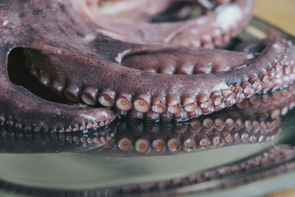 Octopus - yucatan style a seafood product from CV Anugerah Bahari Mandiri
