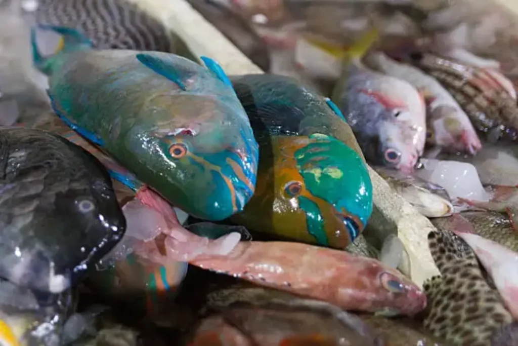 Parrotfish a seafood product from CV Anugerah Bahari Mandiri