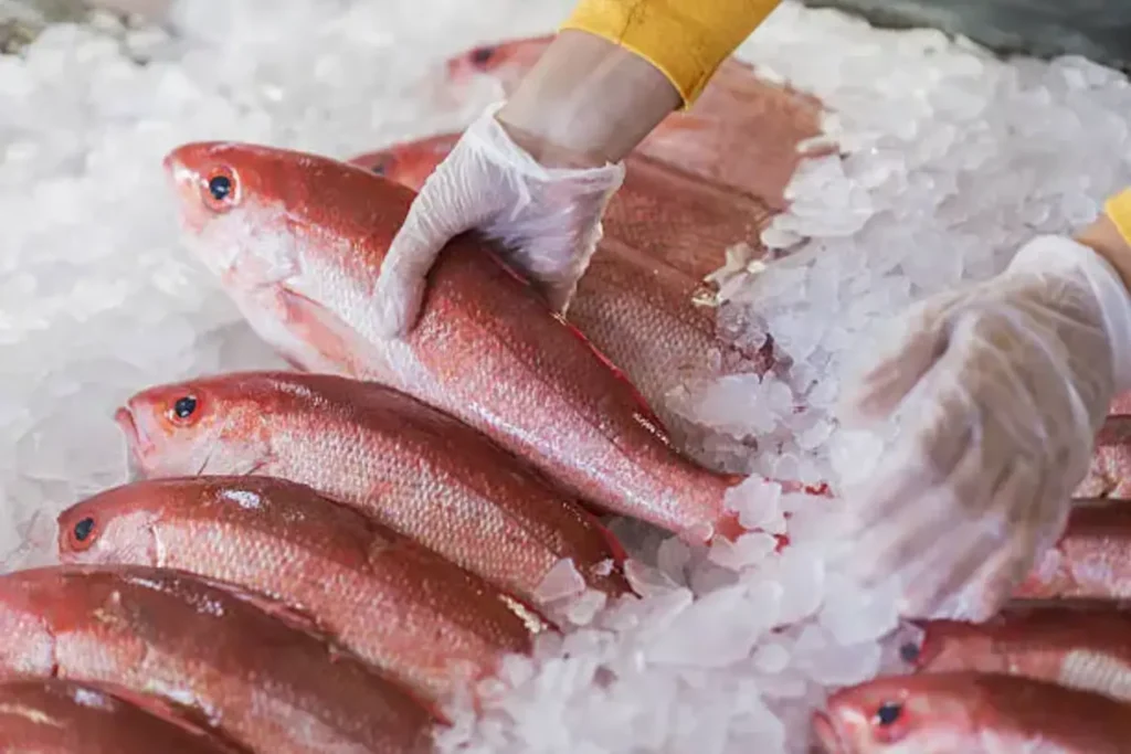 Red Snapper a premium fish seafood product from CV Anugerah Bahari Mandiri