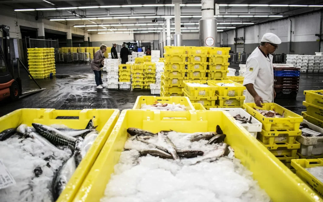 Premium Seafood Supplier Company for US & Mexico Market
