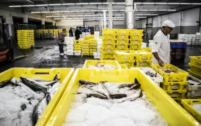 Premium Seafood Supplier Company for US & Mexico Market