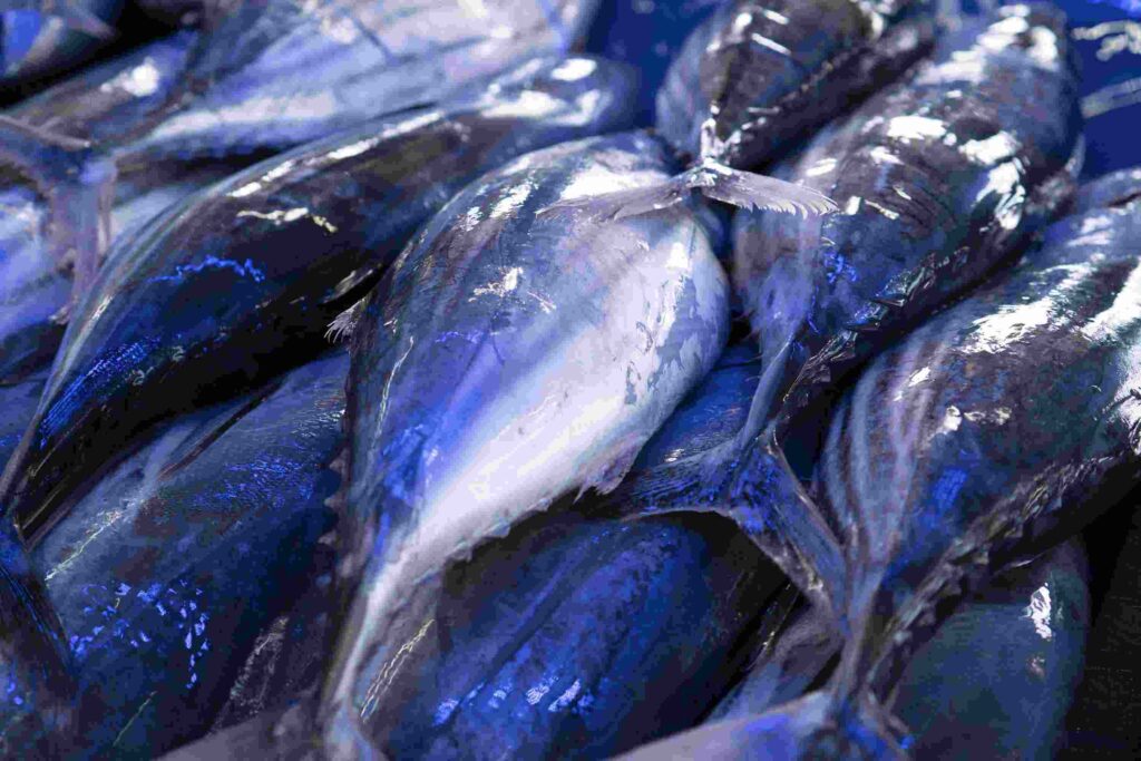 Skipjack Tuna seafood product from Anugerah Bahari Mandiri