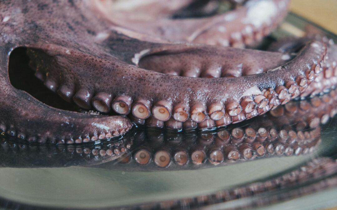 Octopus Suppliers for Mexico: How Indonesia Is Filling the Pacific Seafood Supply Gap