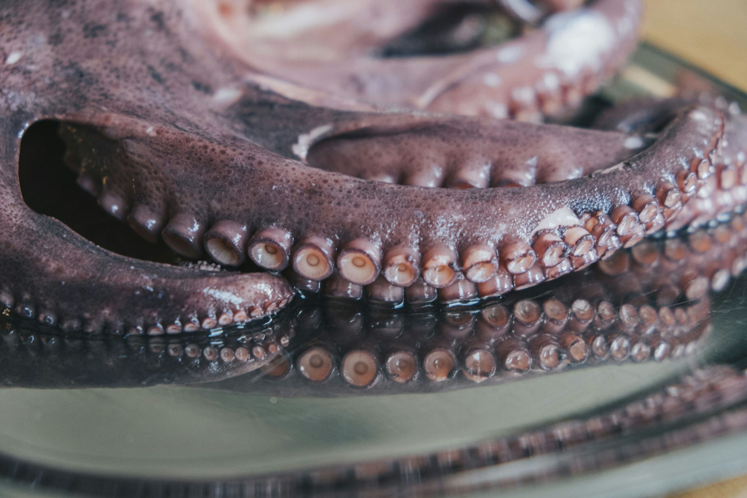 octopus seafood product supplies for Mexico