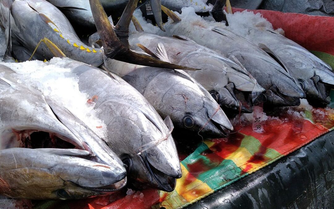 How Indonesia Became the World’s Most Traceable Seafood Exporter for Global Buyers
