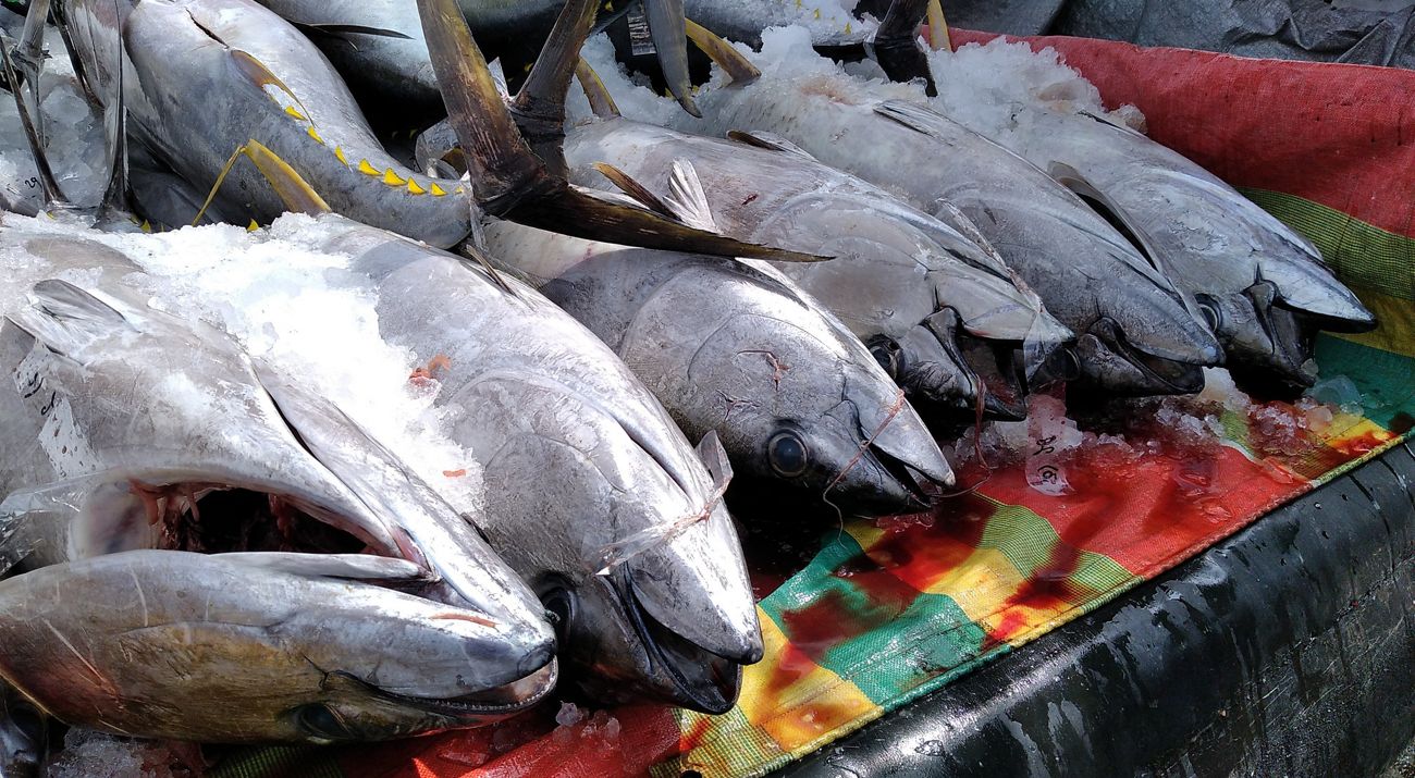 Fishery Product