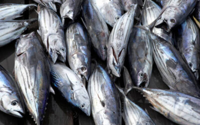 An Indonesian Frozen Seafood Exporter Skipjack Strategy for North American Canneries