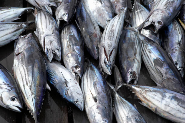 Frozen Food Skipjack Tuna
