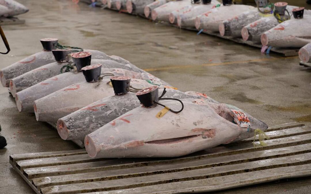 A US Buyer’s Spec Guide to Yellowfin Tuna Loins From a Seafood Supplier in Indonesia