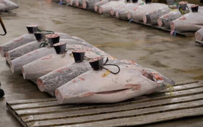 A US Buyer’s Spec Guide to Yellowfin Tuna Loins From a Seafood Supplier in Indonesia