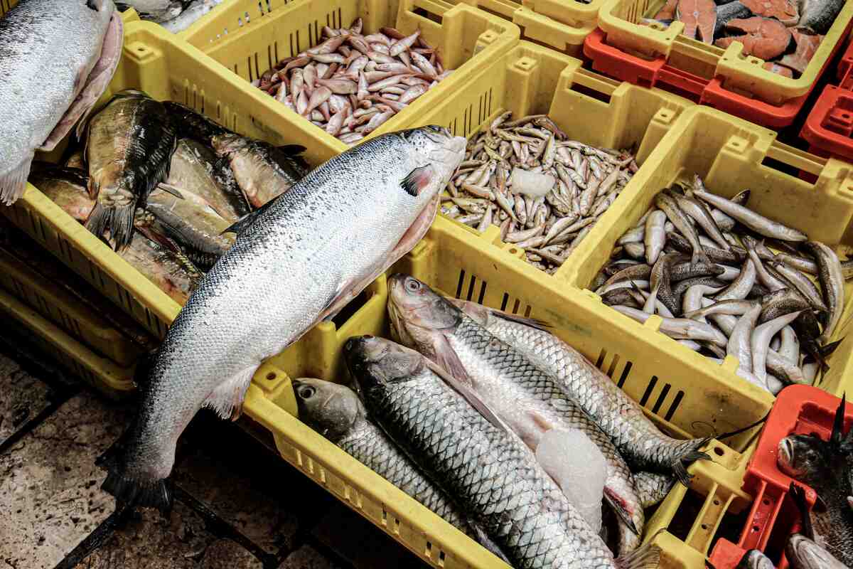 Fresh seafood product ready to export from CV Anugerah Bahari Mandiri