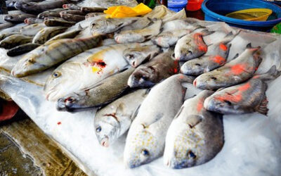 The 2026 SIMP Guide to Choosing Reliable Seafood Suppliers for US Importers