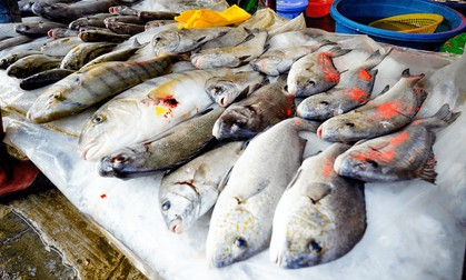 Seafood Supplier