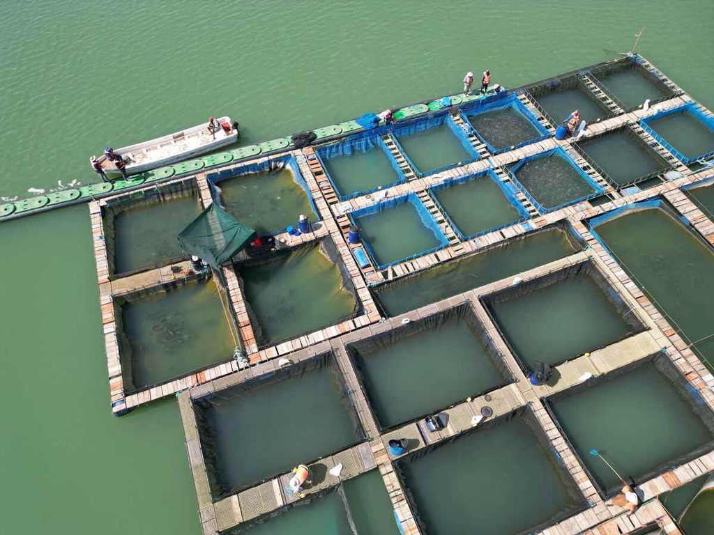 Farmed Seafood in Indonesia