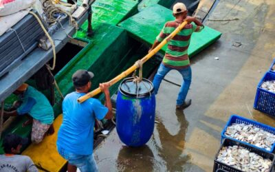 Indonesia’s Seafood Advantage: Why International Buyers Are Choosing This Sourcing Powerhouse