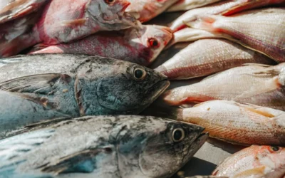 Wild-Caught vs. Farmed Seafood: What Should International Buyers Choose?
