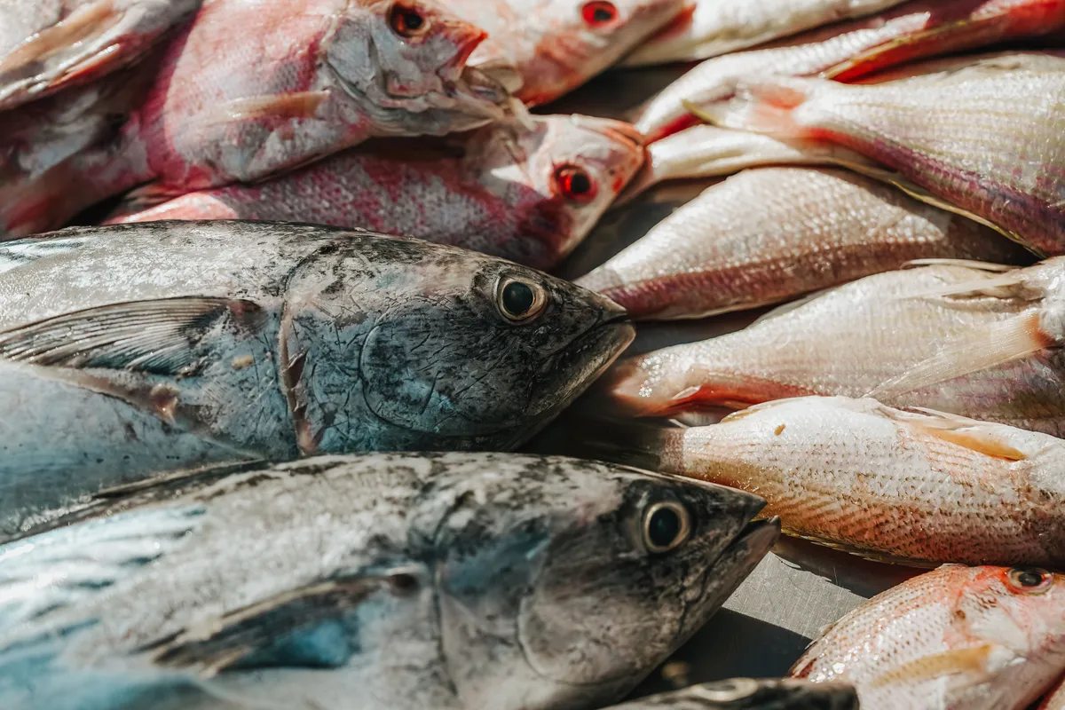 Seafood product for buyers